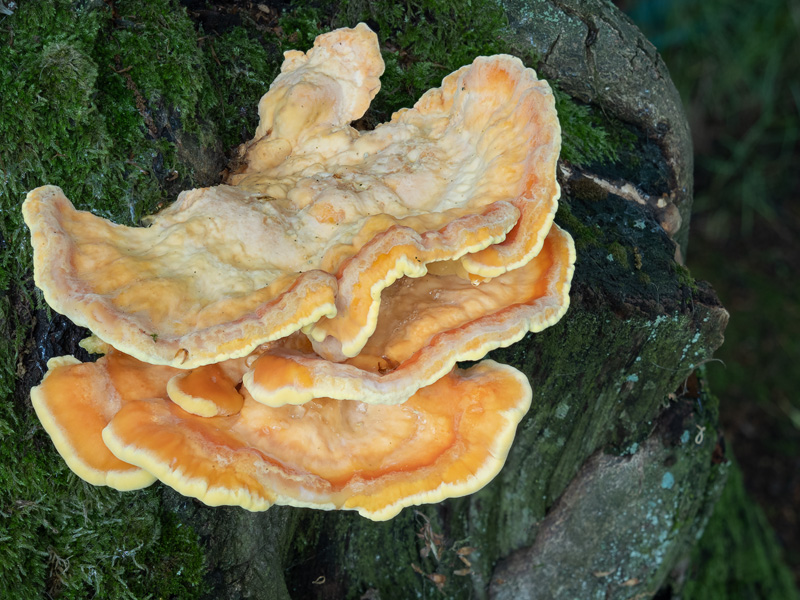 Laetiporus sulphureus